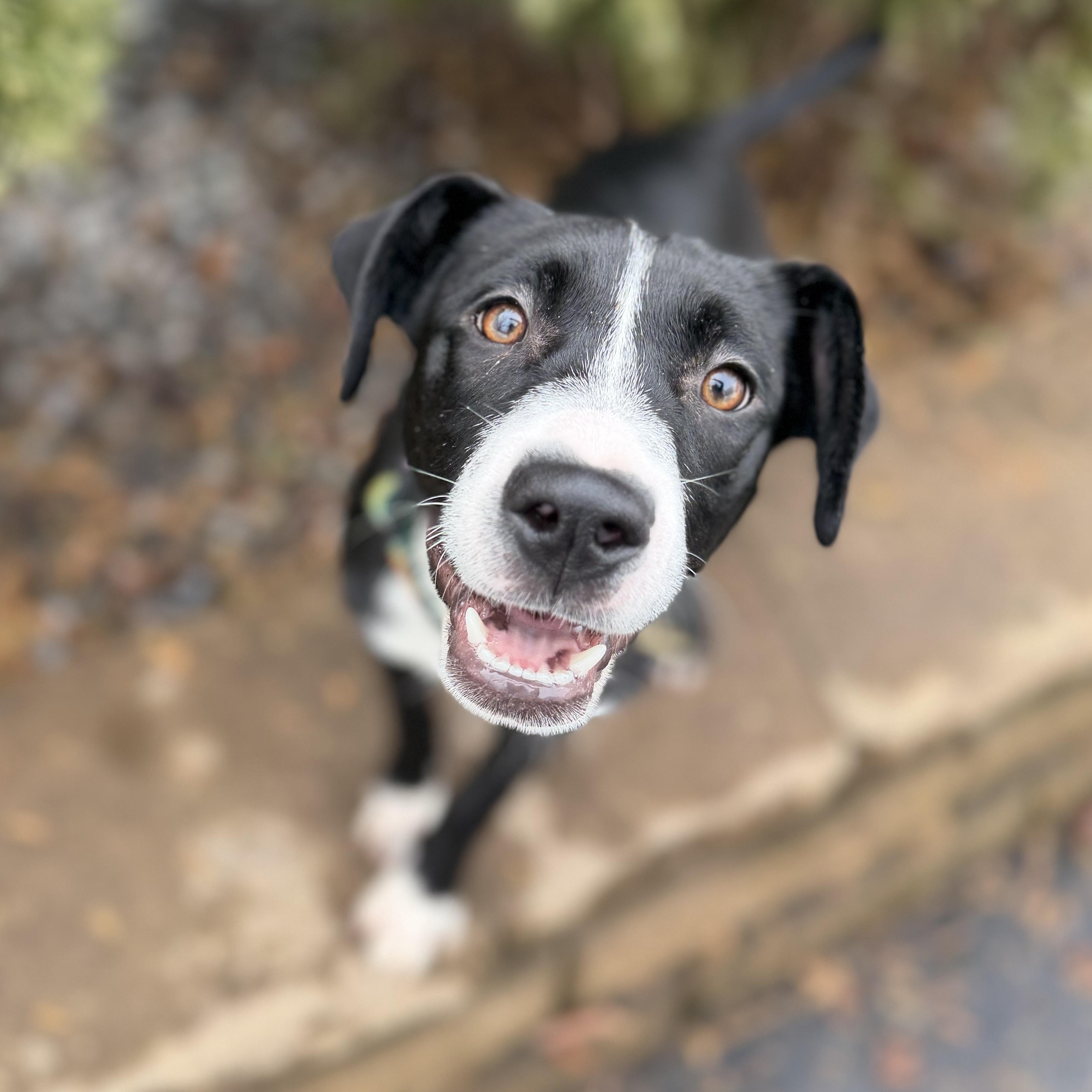 JILLY, Adoptable, Young Female Mixed Breed.