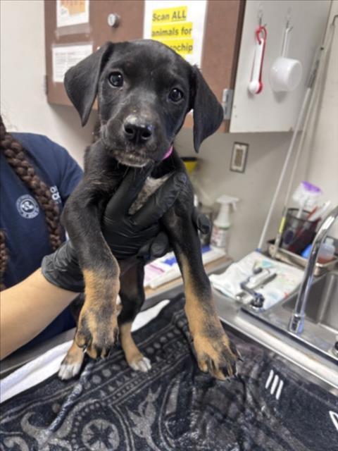 Enlarge BUMBLEBEE, a Adoptable mixed breed in Norco, CA image 1/1