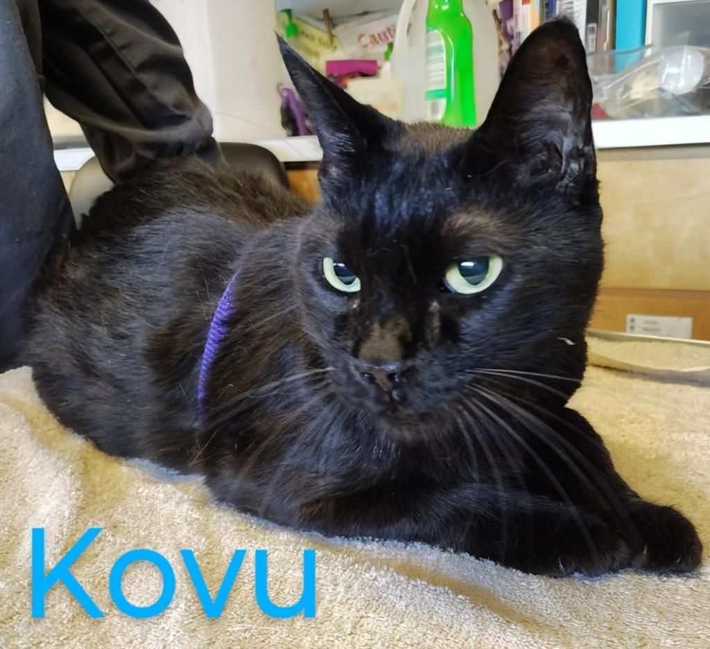 Kovu, Adopted, Adult Male Domestic Medium Hair.