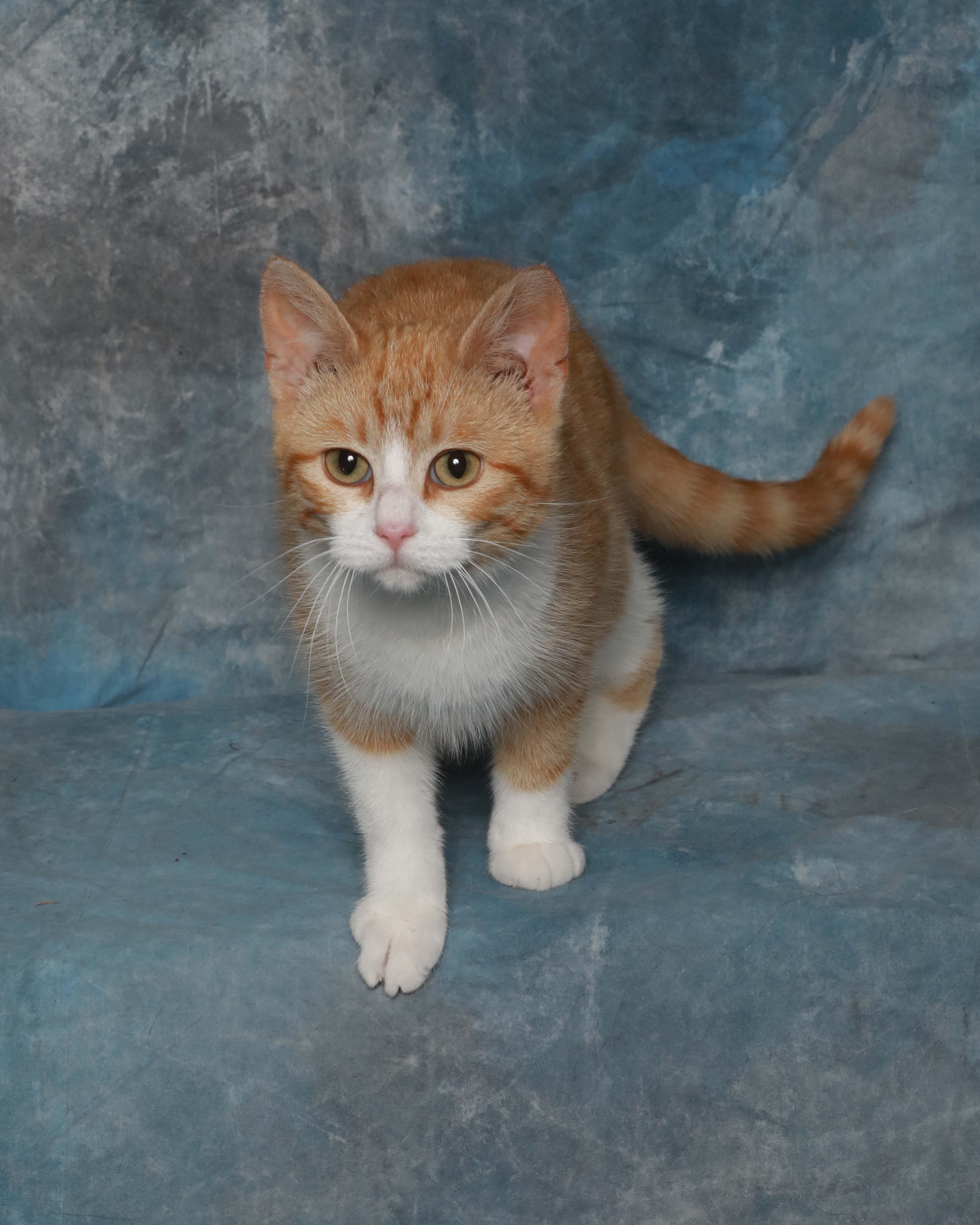 Enlarge Ginger, an adopted Domestic Short Hair in Rock Falls, IL image 3/4