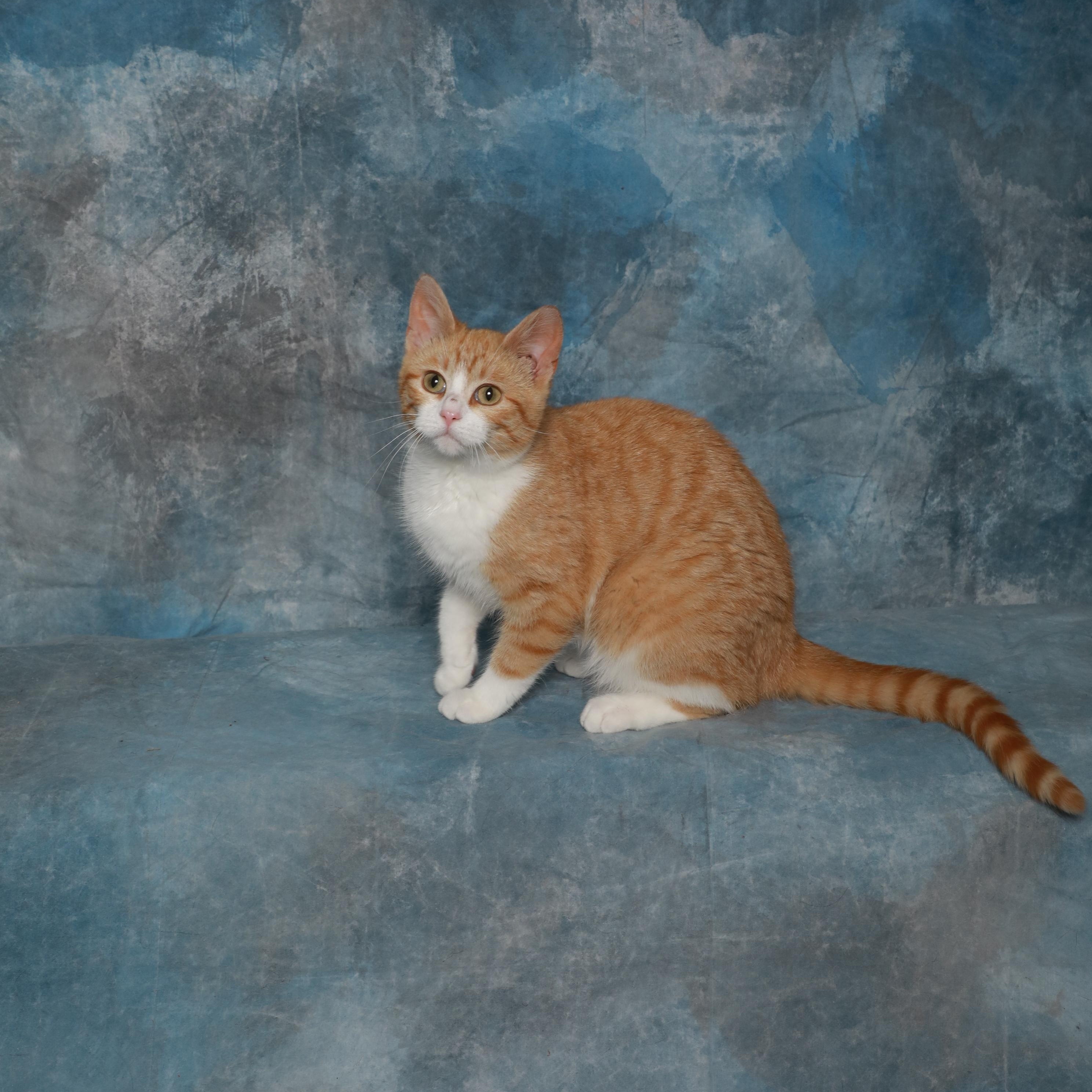 Enlarge Ginger, an adopted Domestic Short Hair in Rock Falls, IL image 4/4