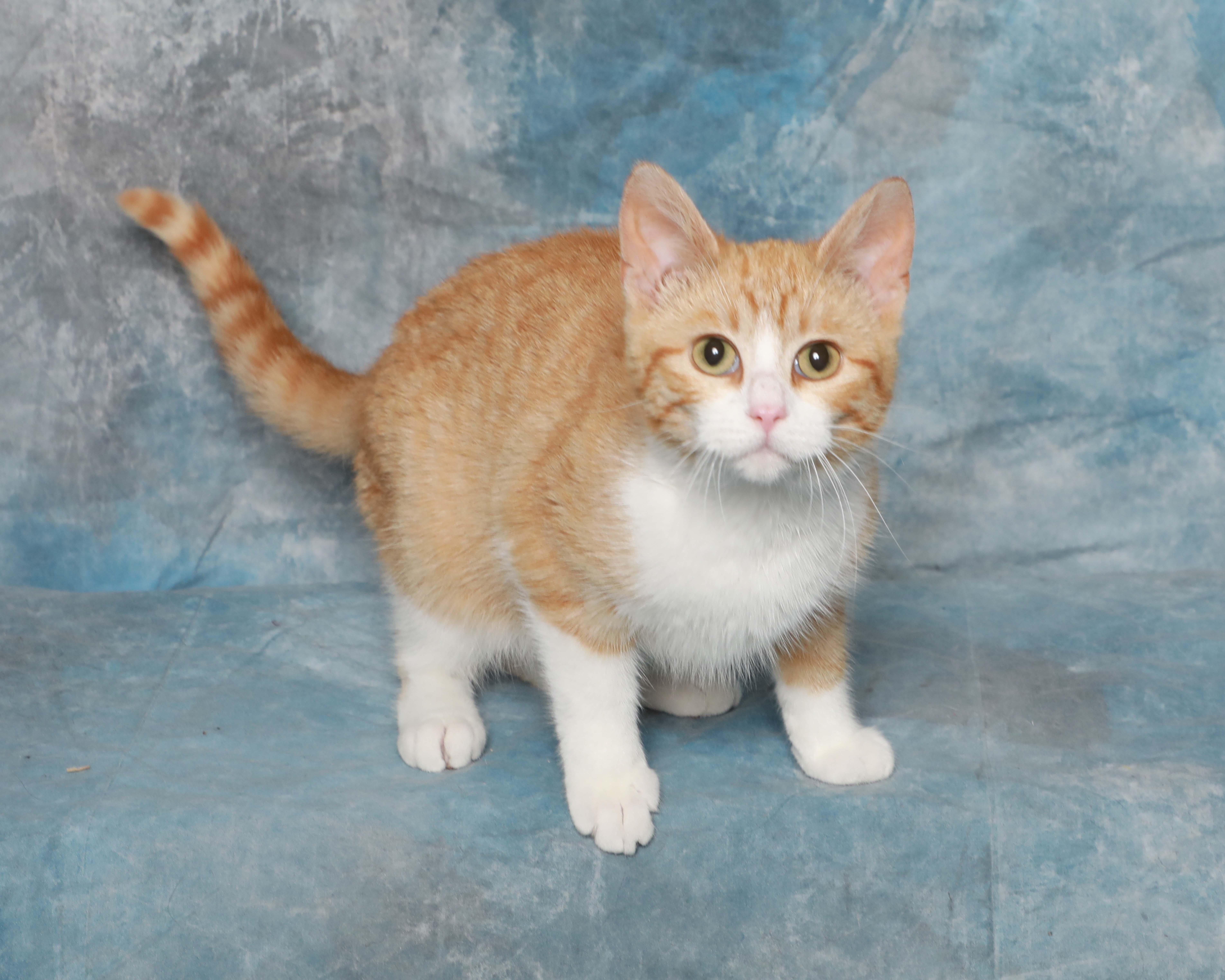 Ginger, adopted, Kitten Female Domestic Short Hair.