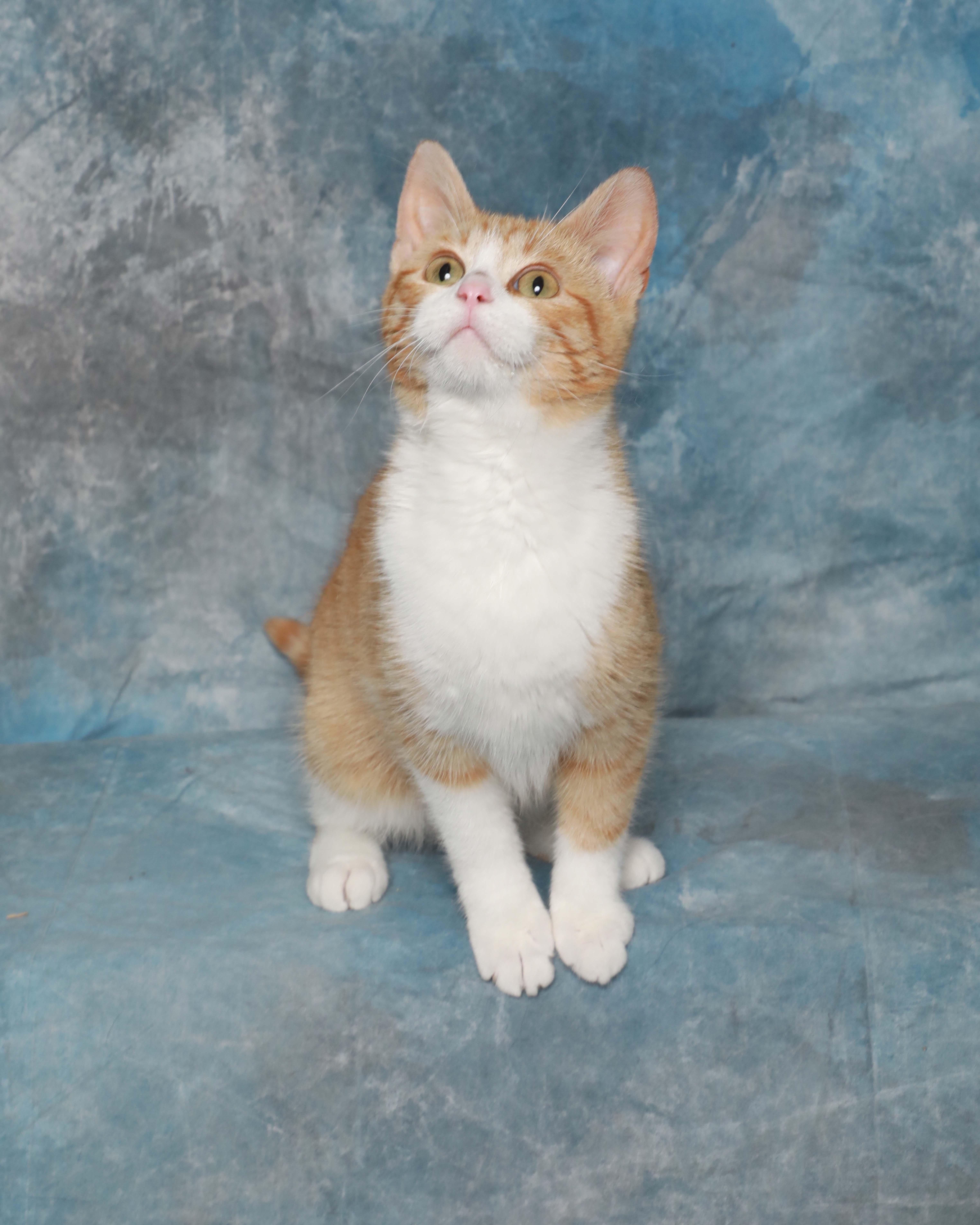 Enlarge Ginger, an adopted Domestic Short Hair in Rock Falls, IL image 2/4