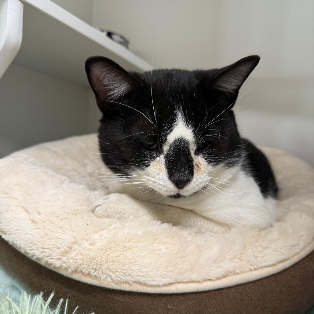 Enlarge Sterling, a Adoptable Domestic Short Hair in Branford, CT image 1/1