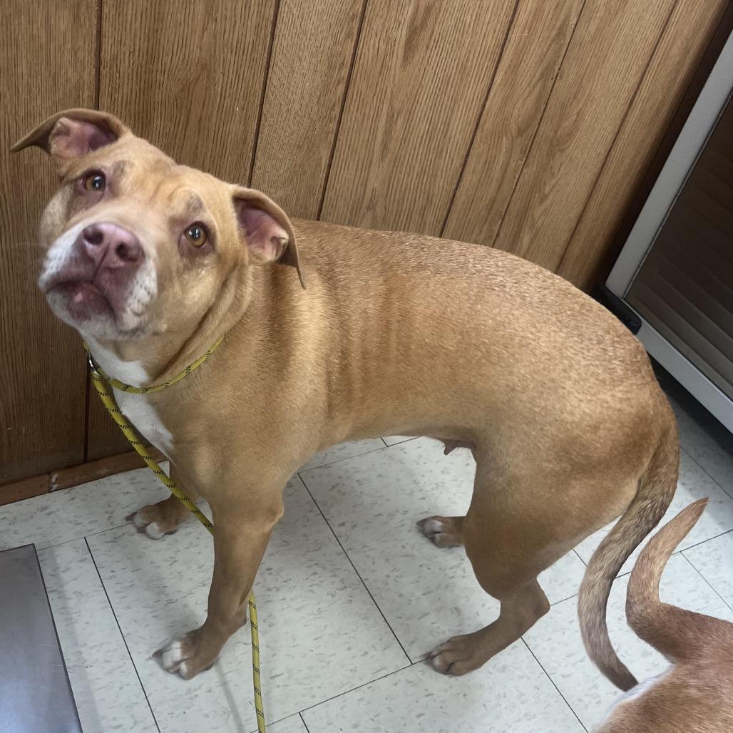 Honey (Bonded to Sugar )(Adoption fee Sponsored), Adoptable, Adult Female Mixed Breed.