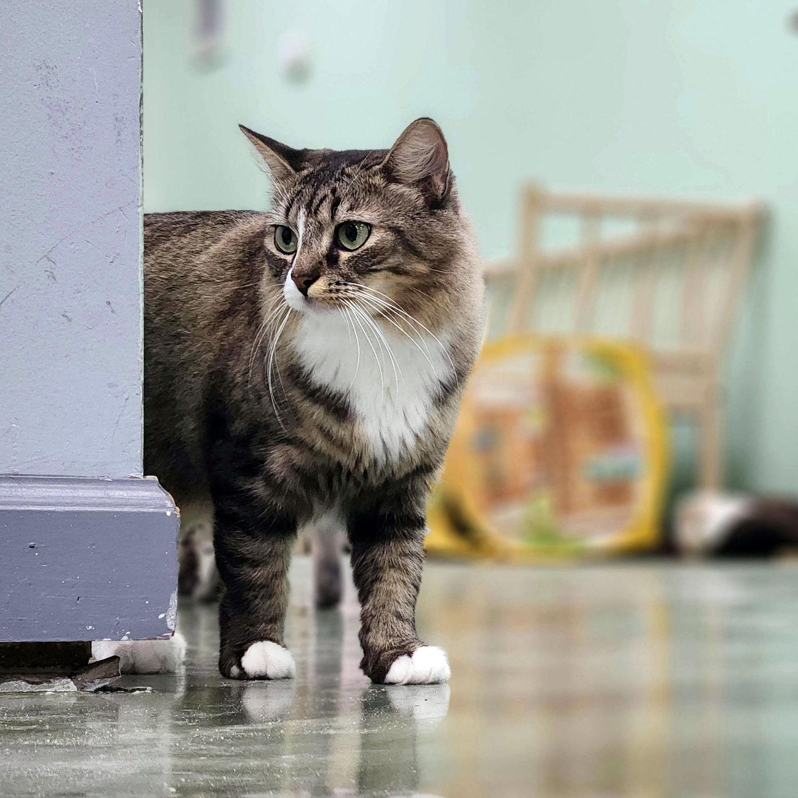 Fae, Adoptable, Adult Female Domestic Short Hair.