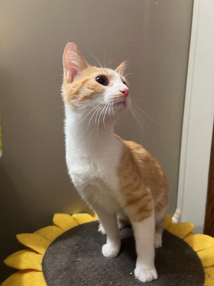 Annie, Adoptable, Kitten Female Domestic Short Hair & Tabby.