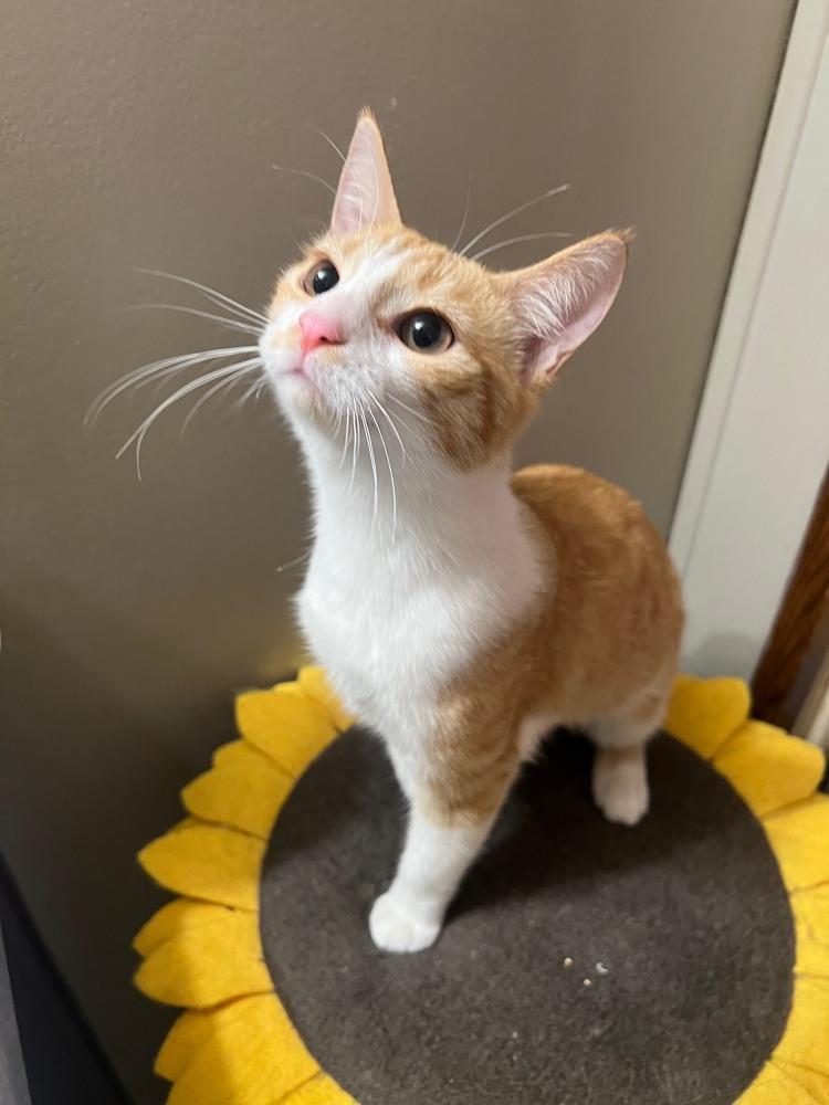 Enlarge Annie, a Adoptable mixed breed in Wilmington, NC image 2/2