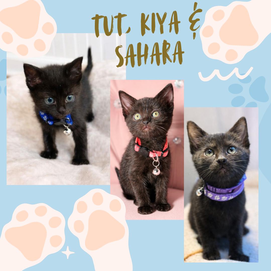 Tut, adopted, Kitten Female Domestic Short Hair.