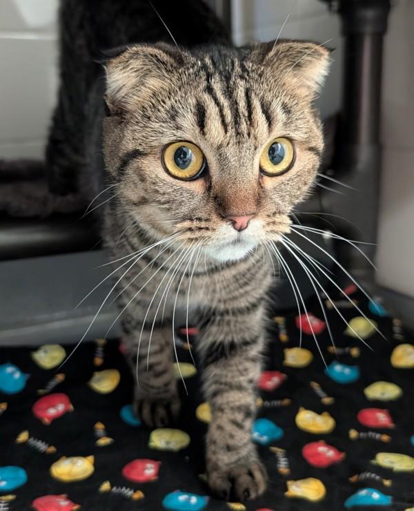 Yasmin, Adoptable, Young Female Scottish Fold & Persian.