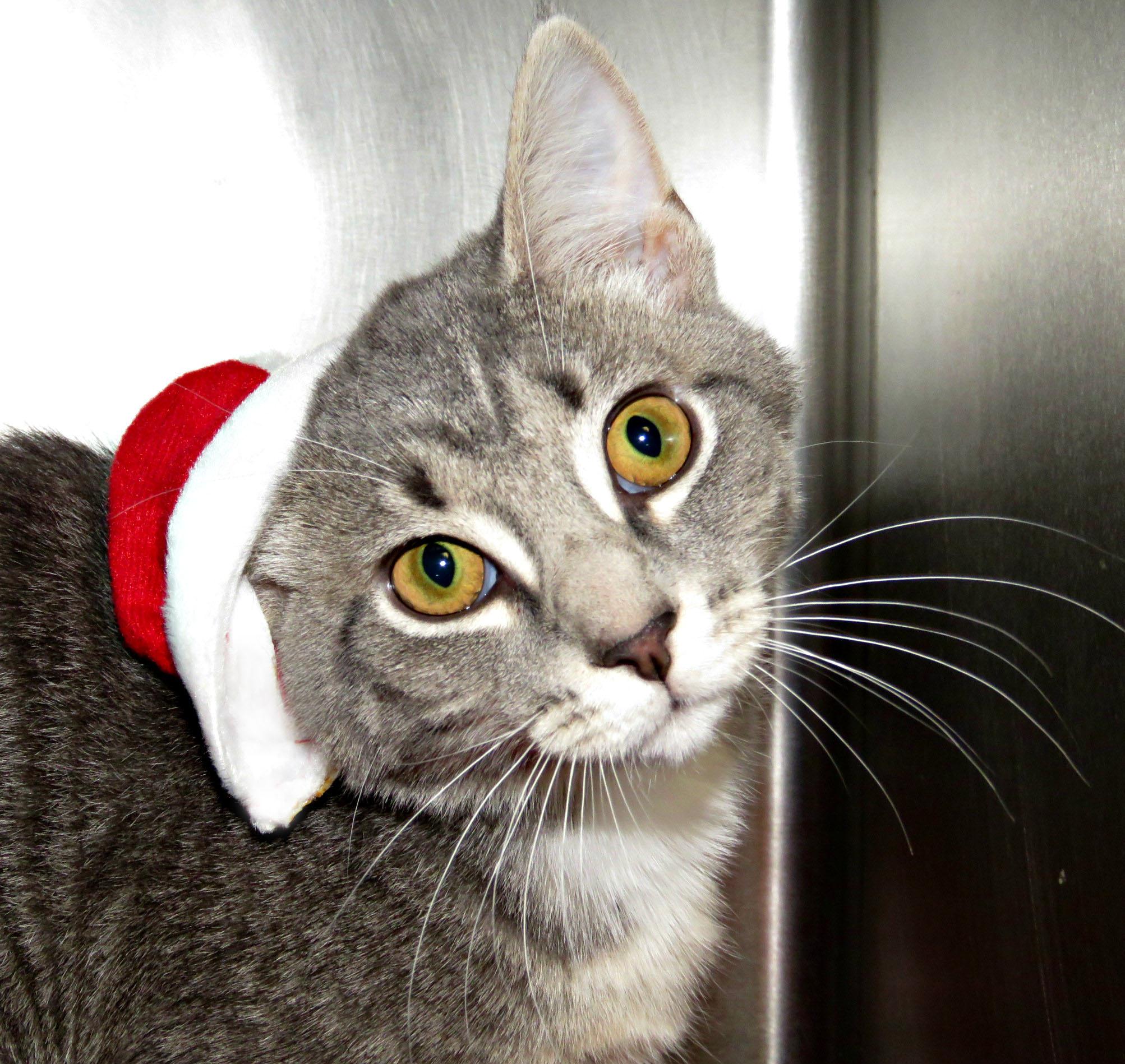 Paris, Adoptable, Kitten Female Domestic Short Hair.