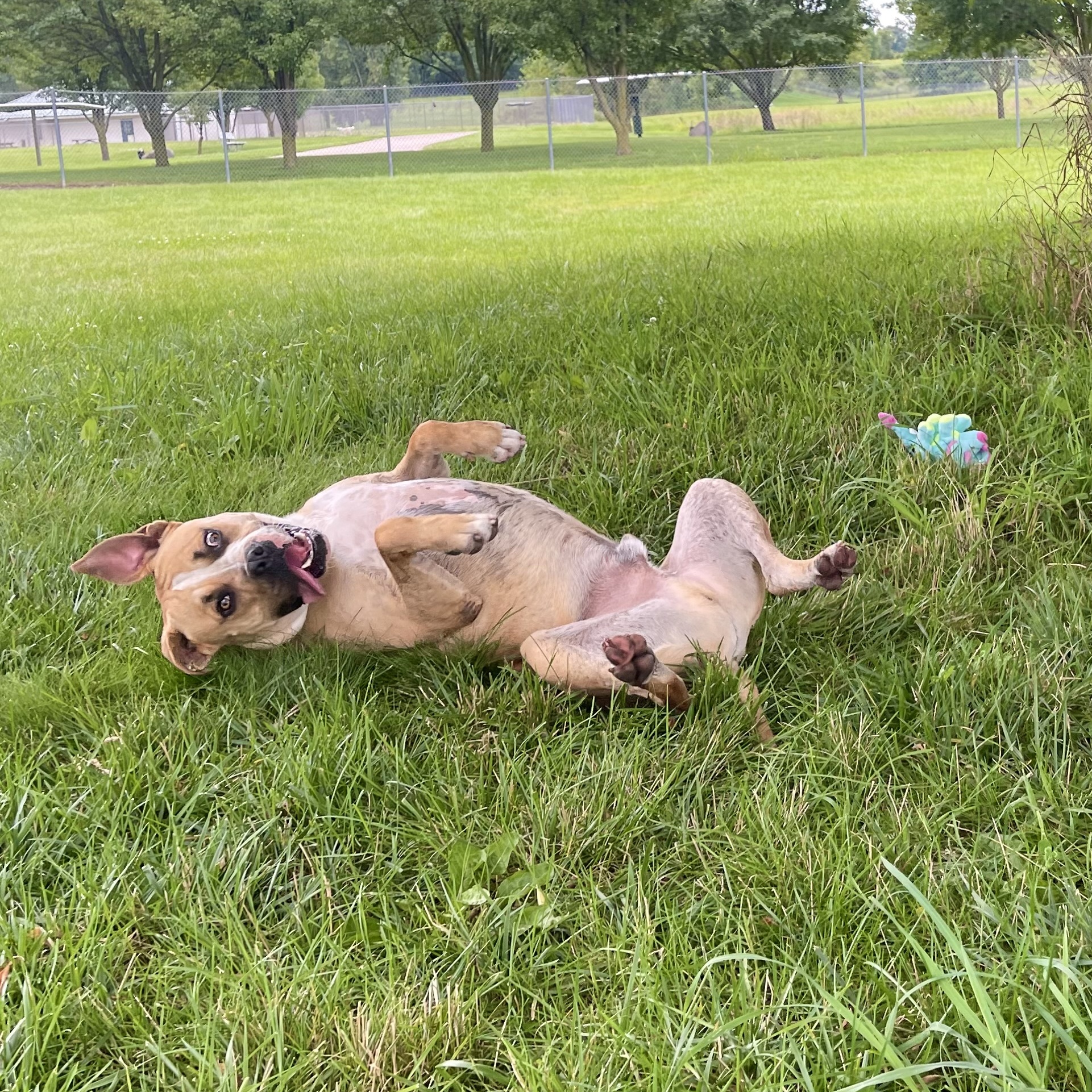 Enlarge Anakin, a Adoptable mixed breed in Lake Odessa, MI image 10/13