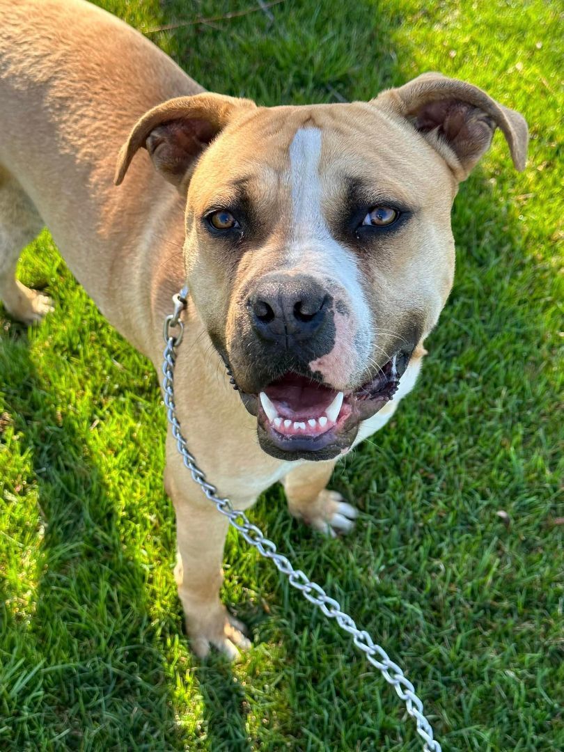 Enlarge Anakin, a Adoptable mixed breed in Lake Odessa, MI image 9/13