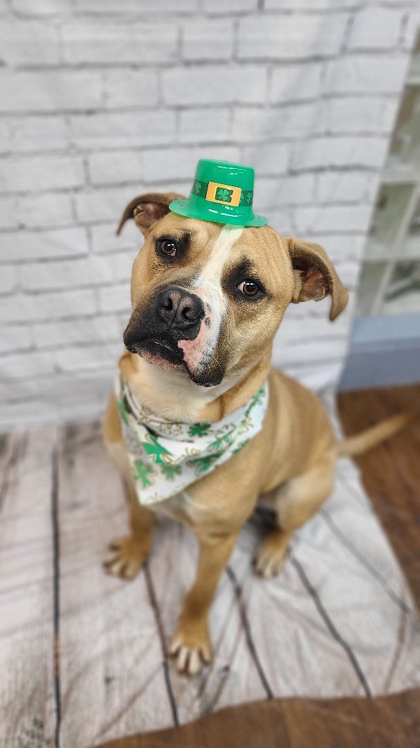 Enlarge Anakin, a Adoptable mixed breed in Lake Odessa, MI image 11/13