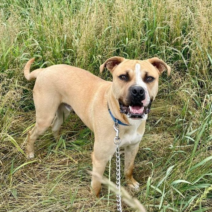 Enlarge Anakin, a Adoptable mixed breed in Lake Odessa, MI image 12/13