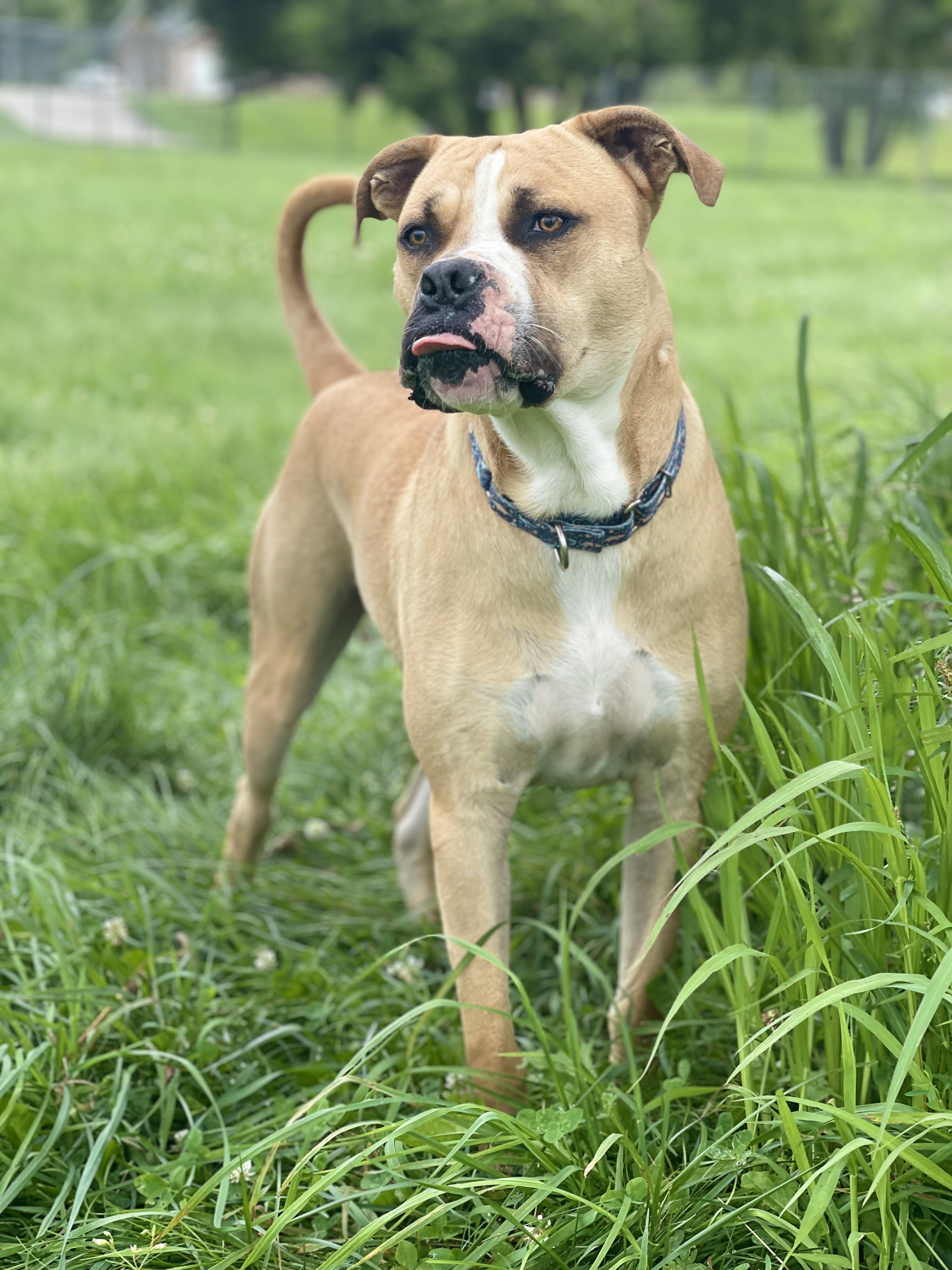 Anakin, Adoptable, Young Male Boxer.