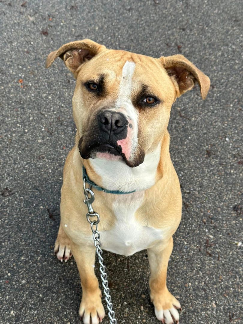 Enlarge Anakin, a Adoptable mixed breed in Lake Odessa, MI image 13/13