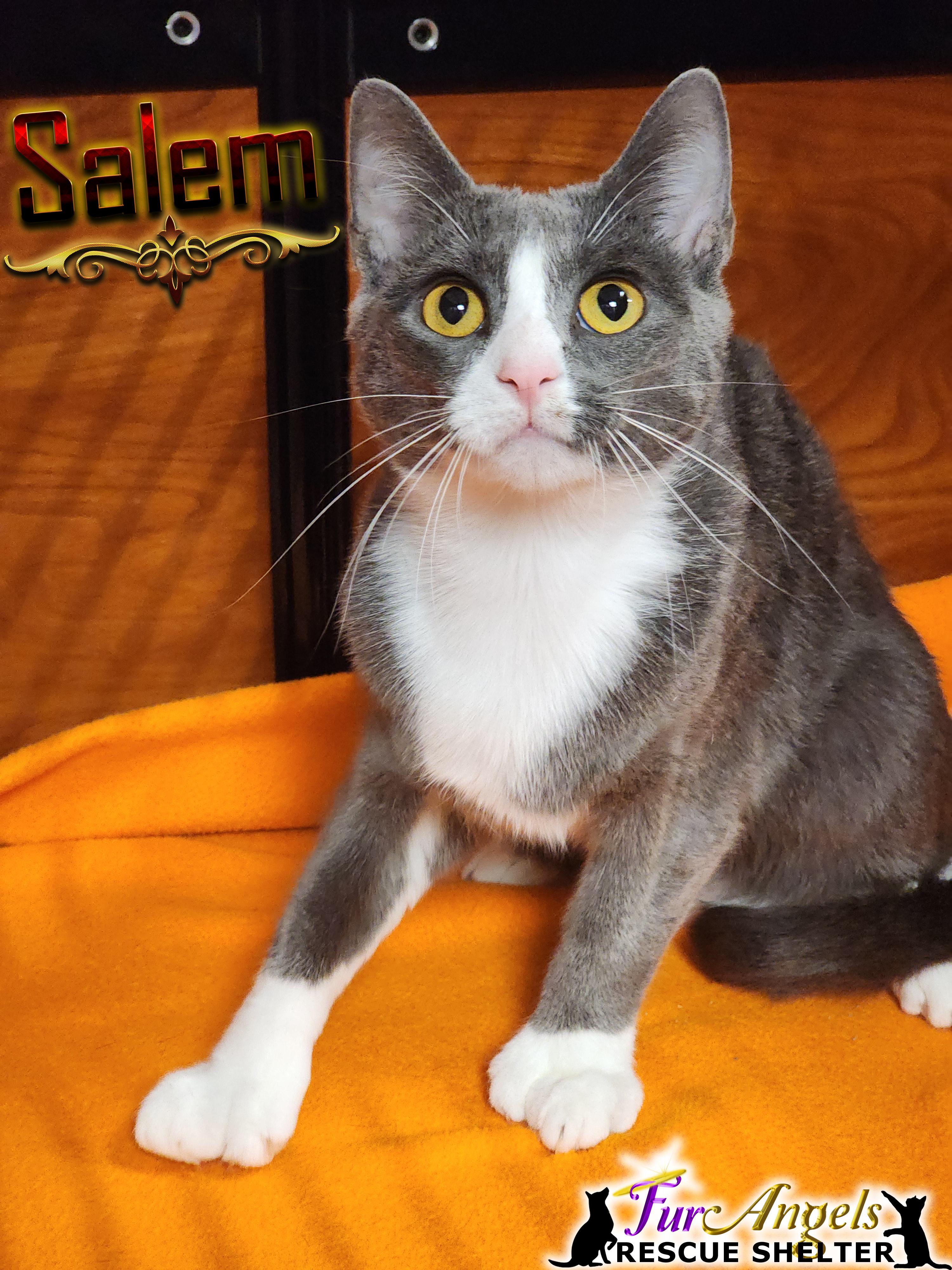Enlarge Salem - polydactyl, a Adoptable Domestic Short Hair in Toledo, OH image 1/1