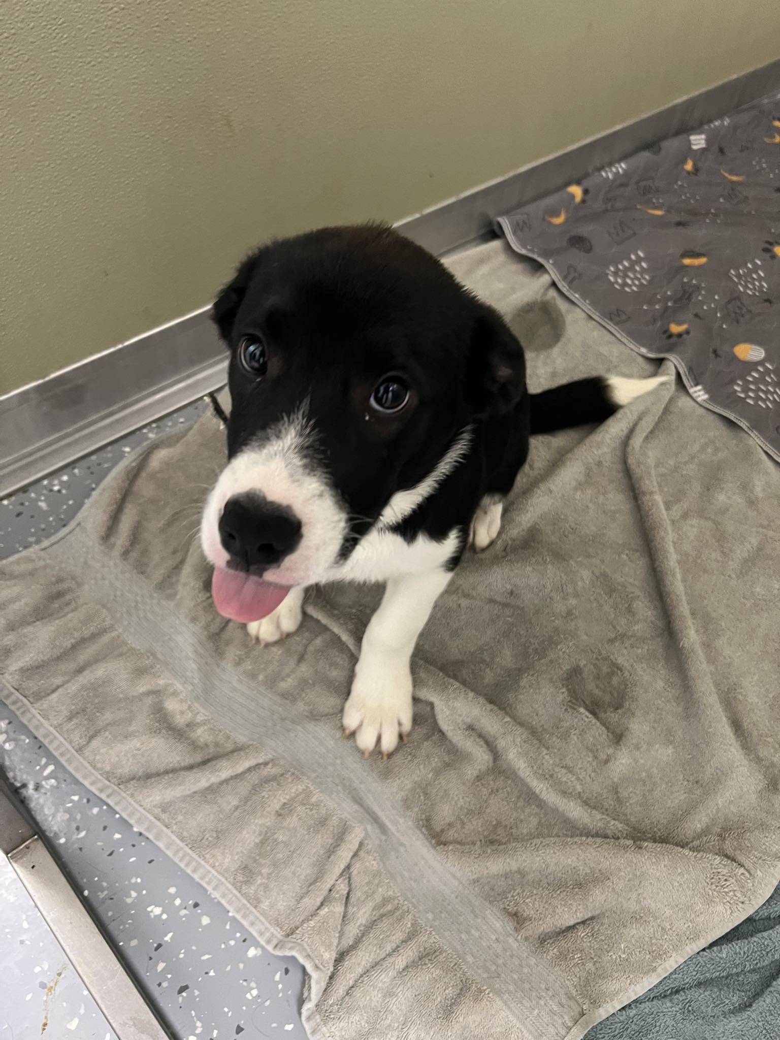 Enlarge Archie, an adopted Mixed Breed in Davenport, IA image 1/1