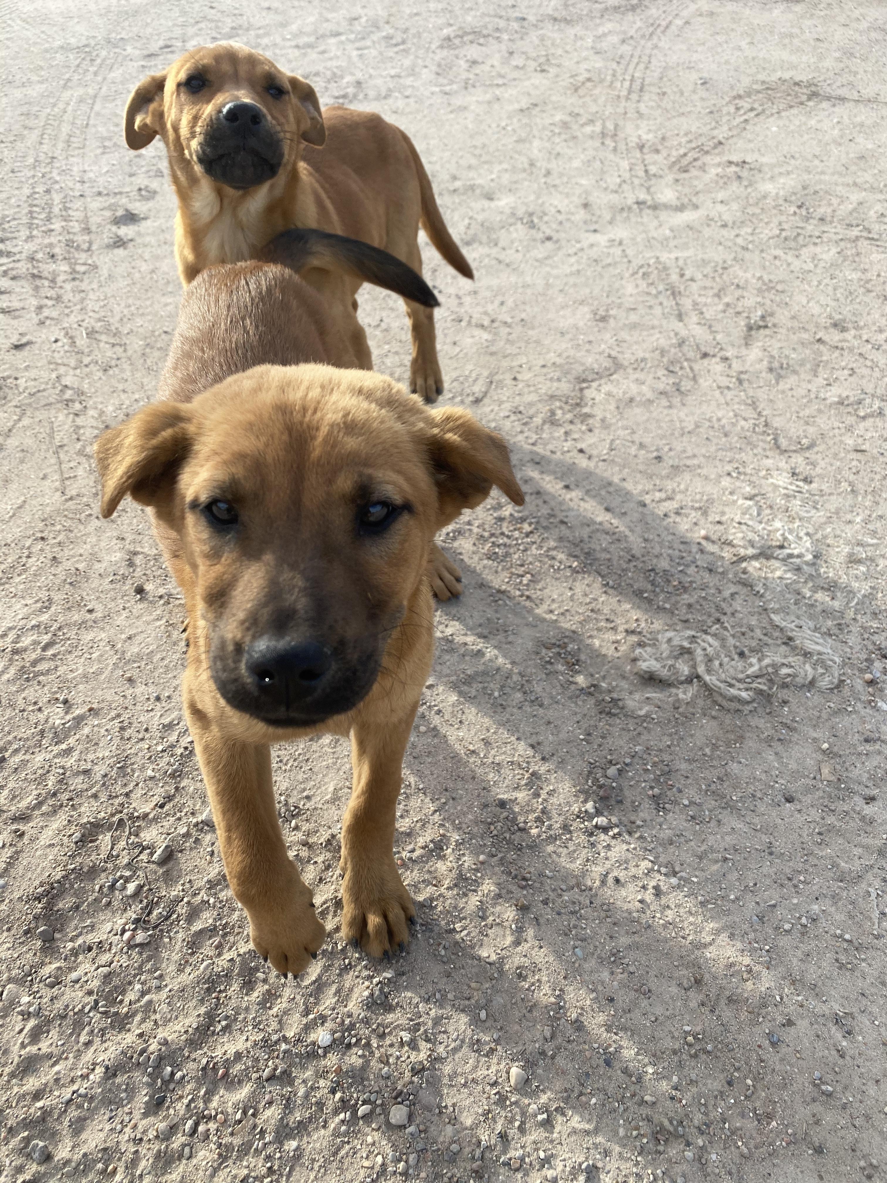 Enlarge Yoshi, a Adopted mixed breed in Cuero, TX image 4/5