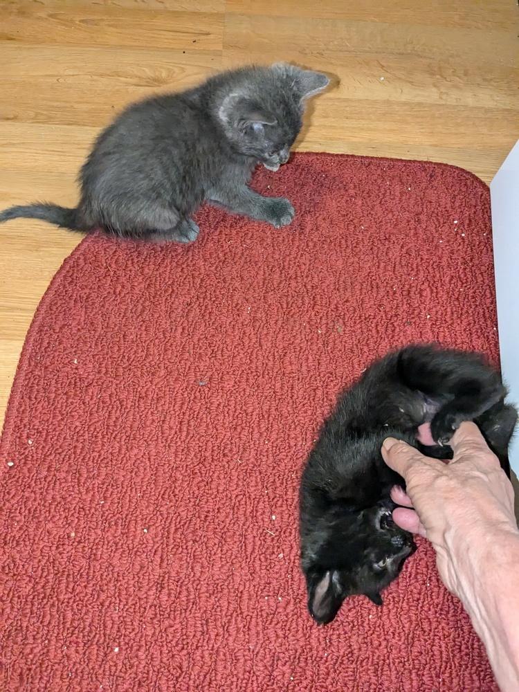 Bobby, Adoptable, Kitten Male American Shorthair.