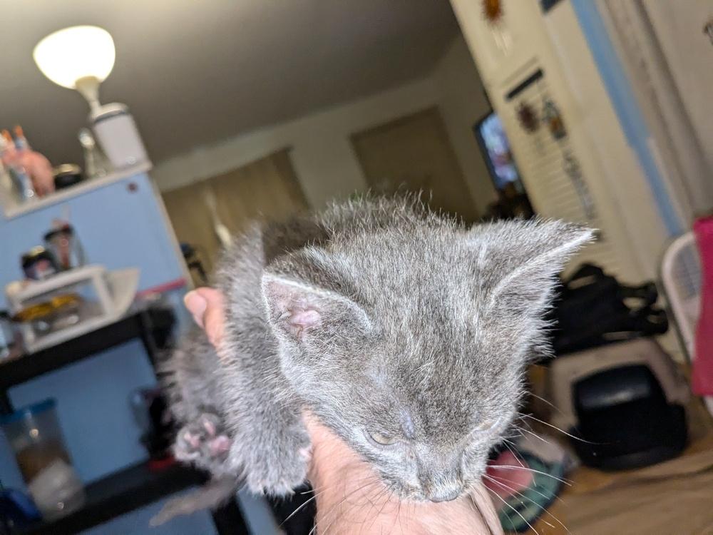 Enlarge Bobby, a Adoptable American Shorthair in Ronkonkoma, NY image 2/6