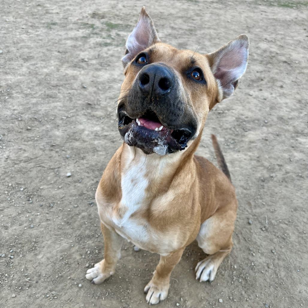 Lucki, Adoptable, Adult Male Bullmastiff.