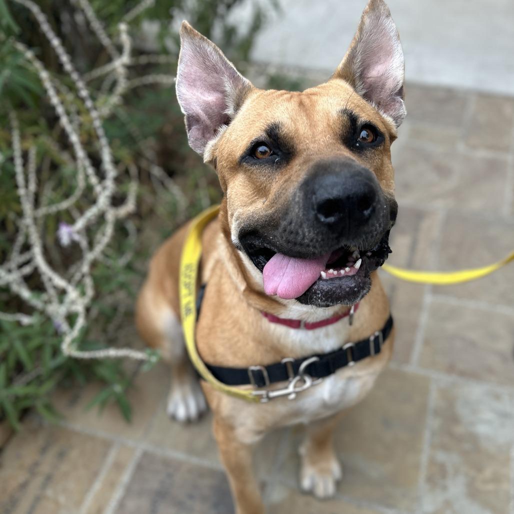 Enlarge Lucki, a Adoptable Bullmastiff in Ojai, CA image 2/6