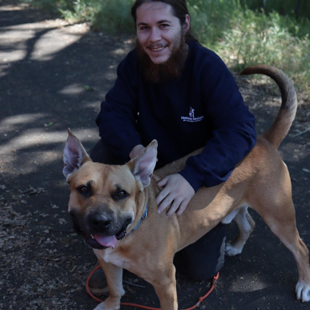 Enlarge Lucki, a Adoptable Bullmastiff in Ojai, CA image 3/6