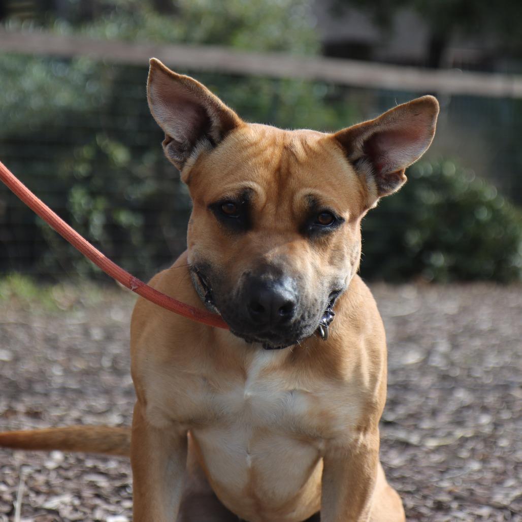 Enlarge Lucki, a Adoptable Bullmastiff in Ojai, CA image 4/6