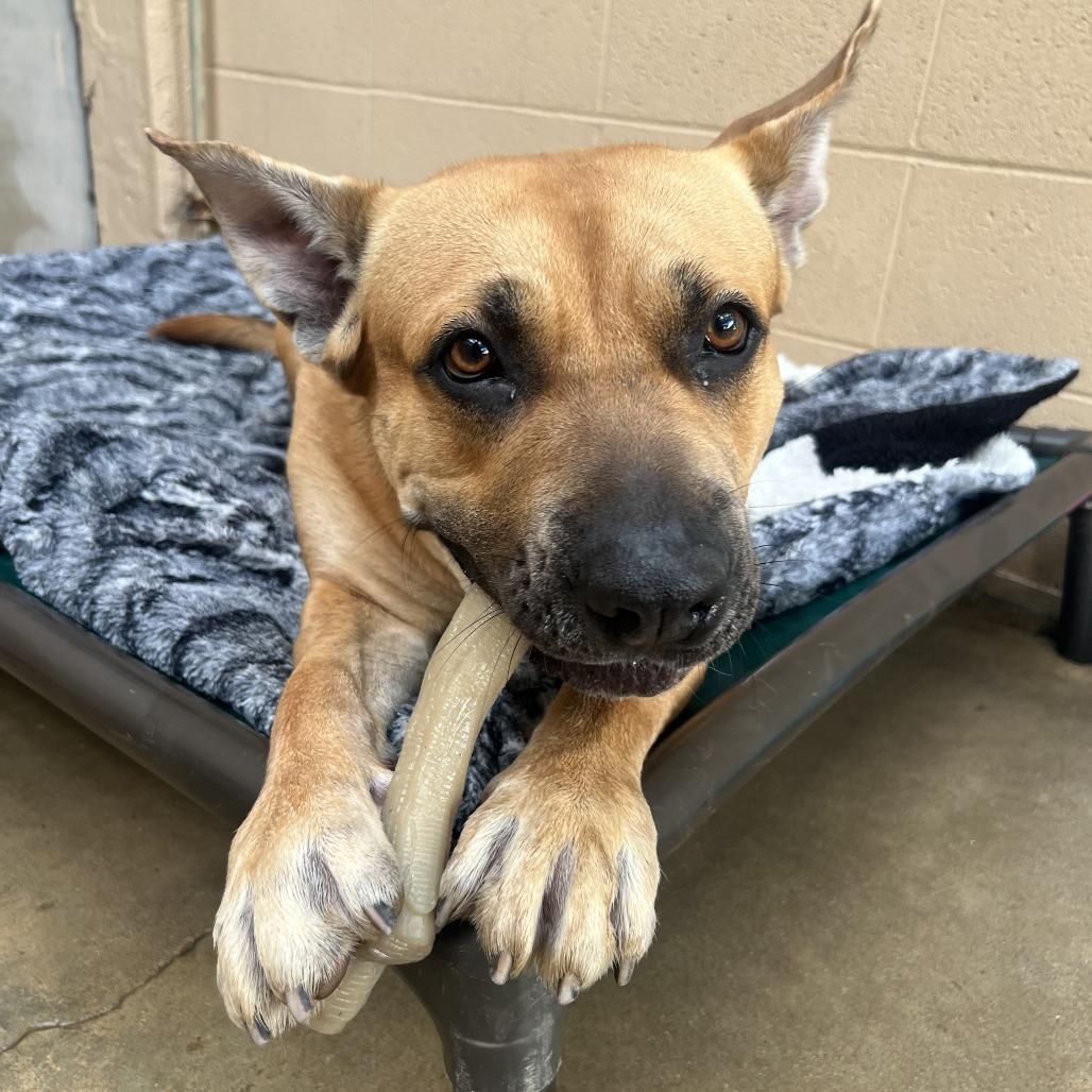 Enlarge Lucki, a Adoptable Bullmastiff in Ojai, CA image 5/6