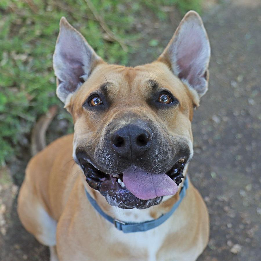 Enlarge Lucki, a Adoptable Bullmastiff in Ojai, CA image 6/6