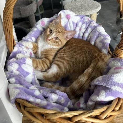 Enlarge Hank, an adoptable Domestic Short Hair in Devils Lake, ND image 1/4