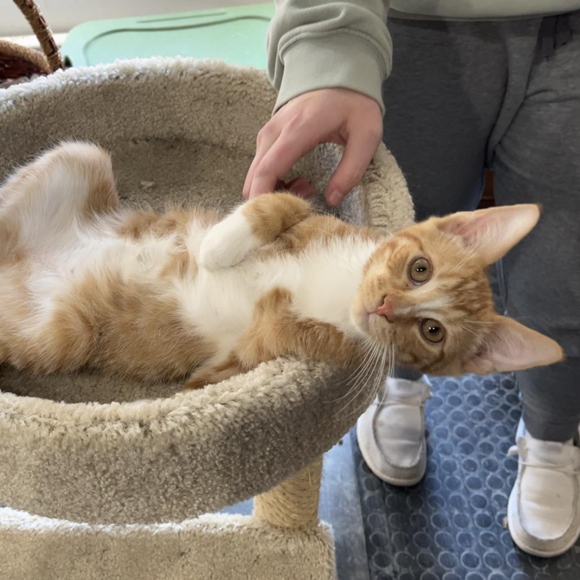 Enlarge Hank, an adoptable Domestic Short Hair in Devils Lake, ND image 4/4