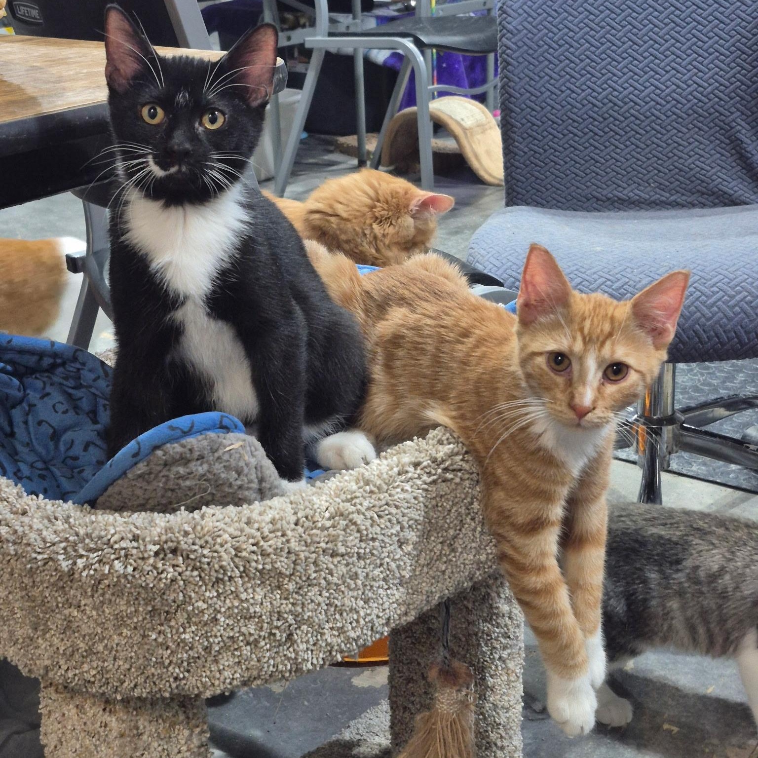 Enlarge Hank, an adoptable Domestic Short Hair in Devils Lake, ND image 3/4