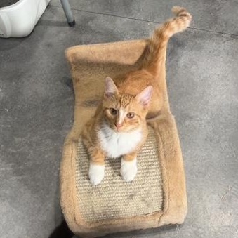 Enlarge Hank, an adoptable Domestic Short Hair in Devils Lake, ND image 2/4