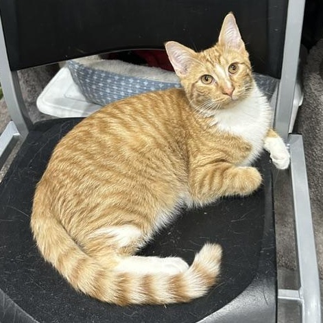 Hank, adoptable, Young Male Domestic Short Hair.