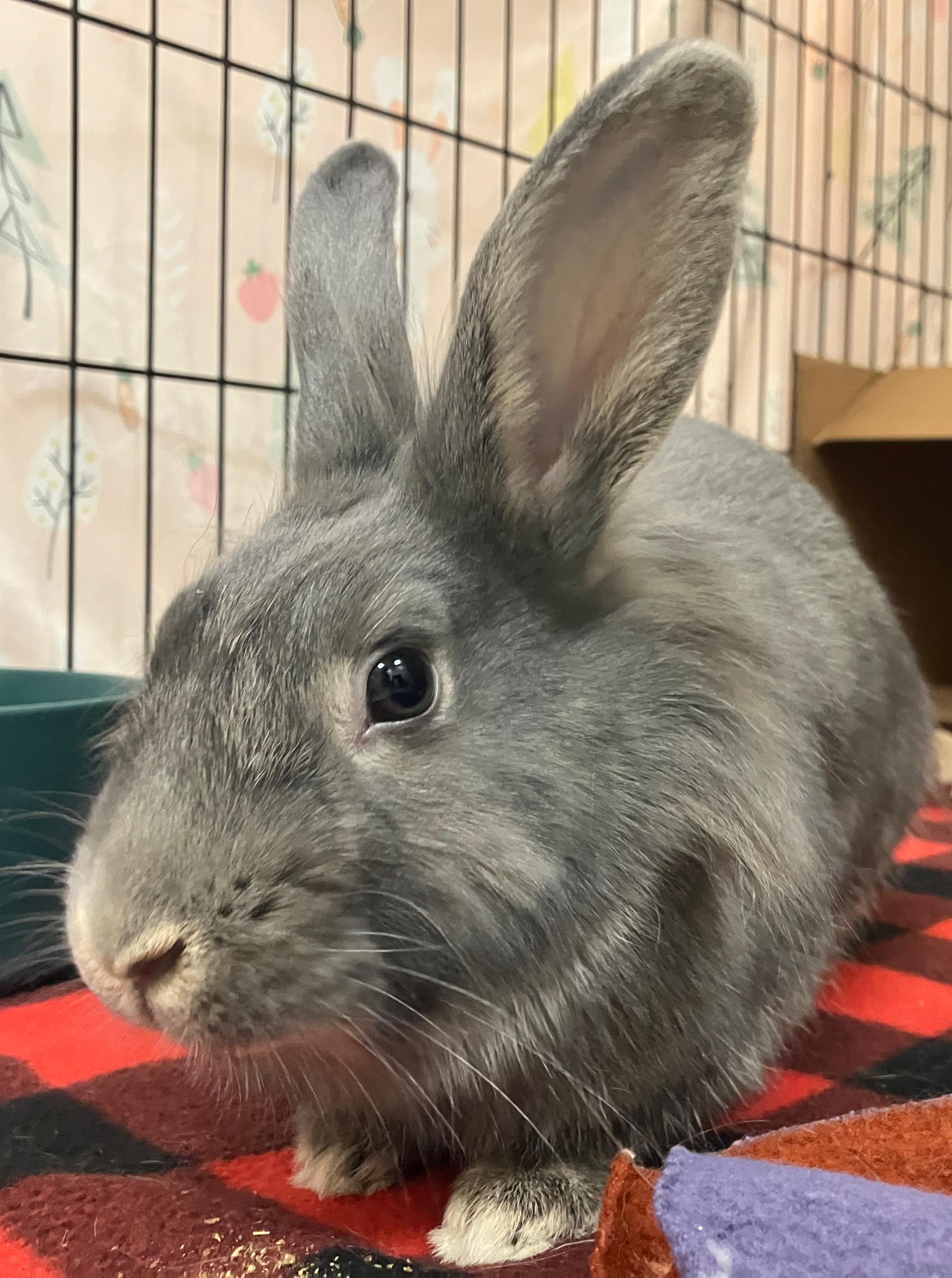 Enlarge Harmony, an adopted mixed breed in Oshkosh, WI image 2/3