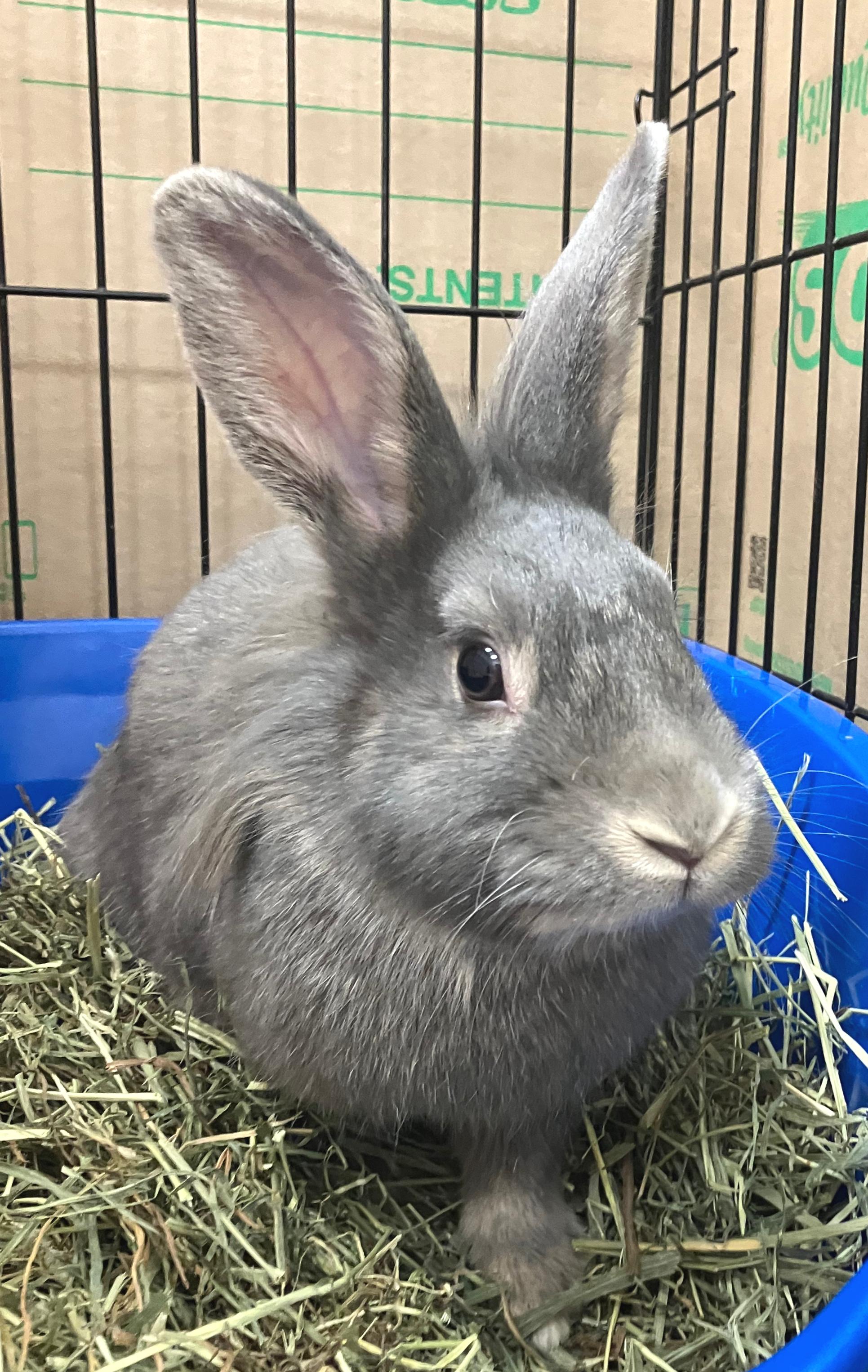 Enlarge Harmony, an adopted mixed breed in Oshkosh, WI image 3/3