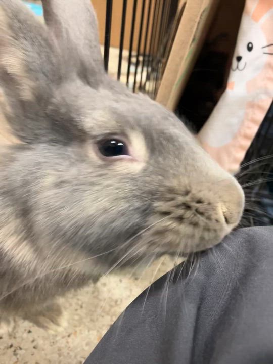 Enlarge Harmony, an adopted mixed breed in Oshkosh, WI video 4/4