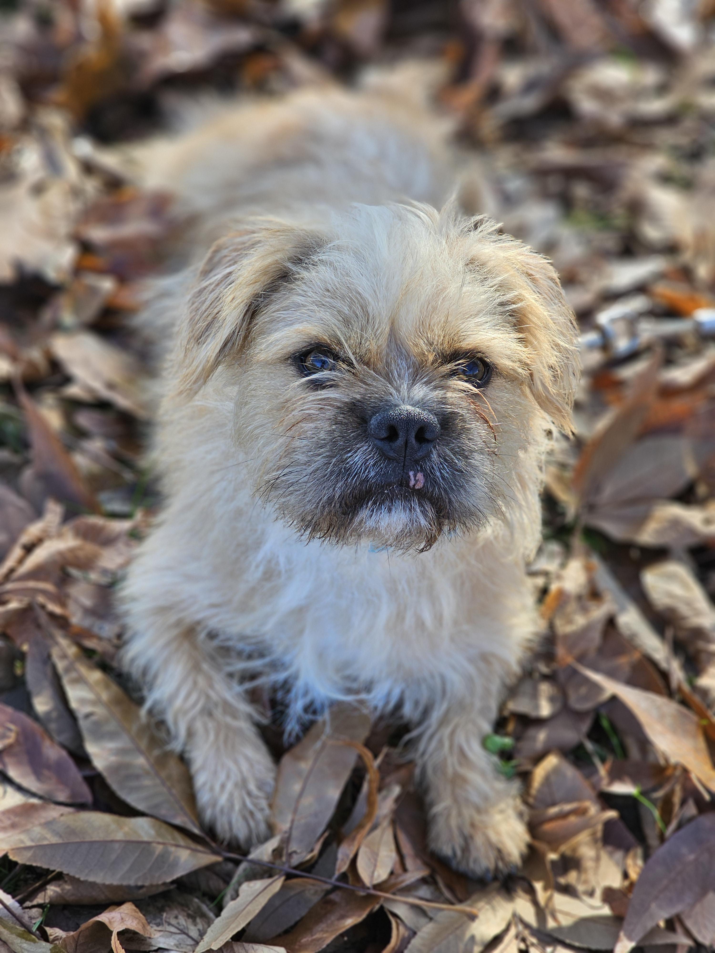 Enlarge Gizmo Springfield, a Adoptable mixed breed in Springfield , IL image 4/6