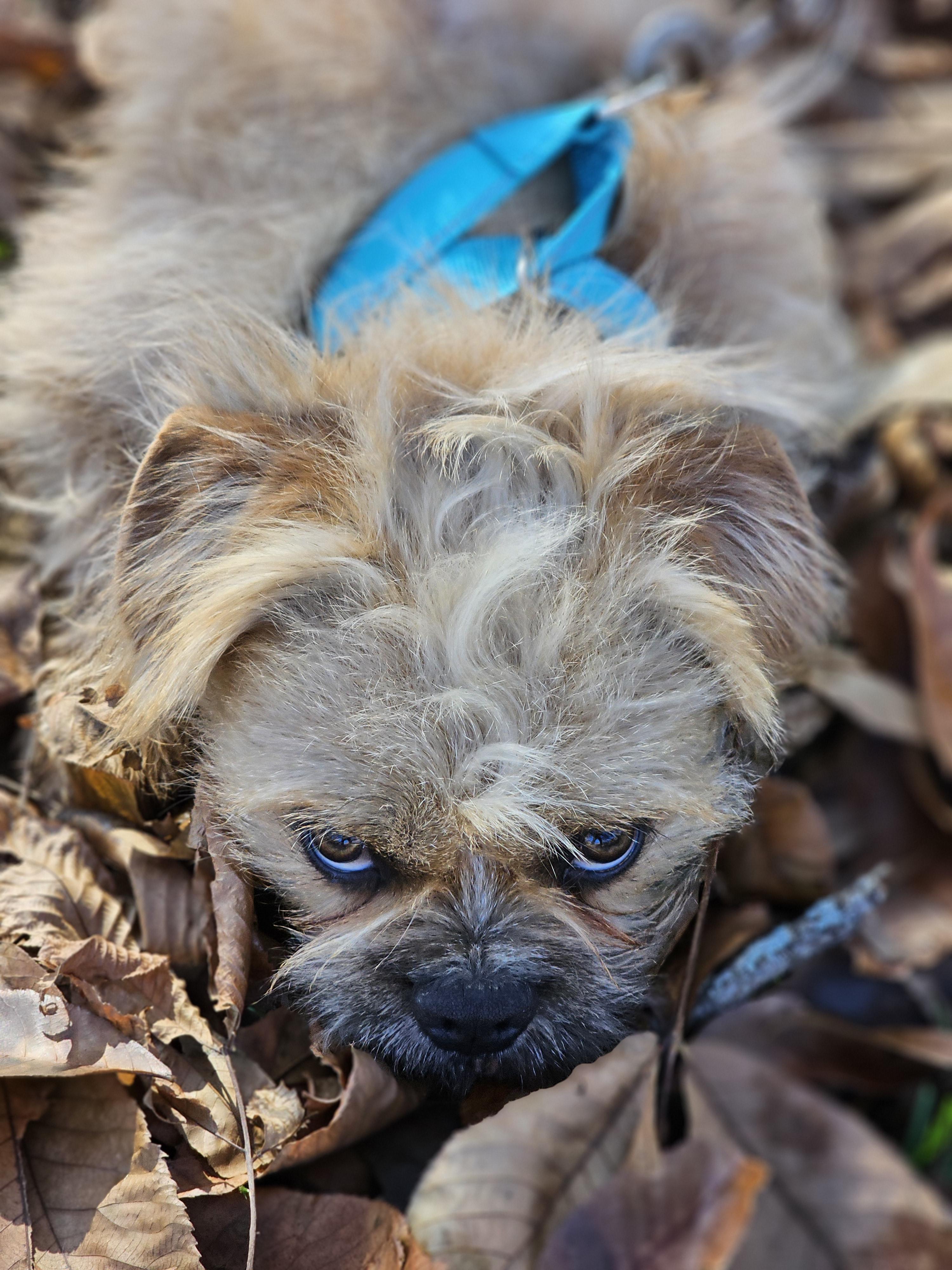 Enlarge Gizmo Springfield, a Adoptable mixed breed in Springfield , IL image 5/6