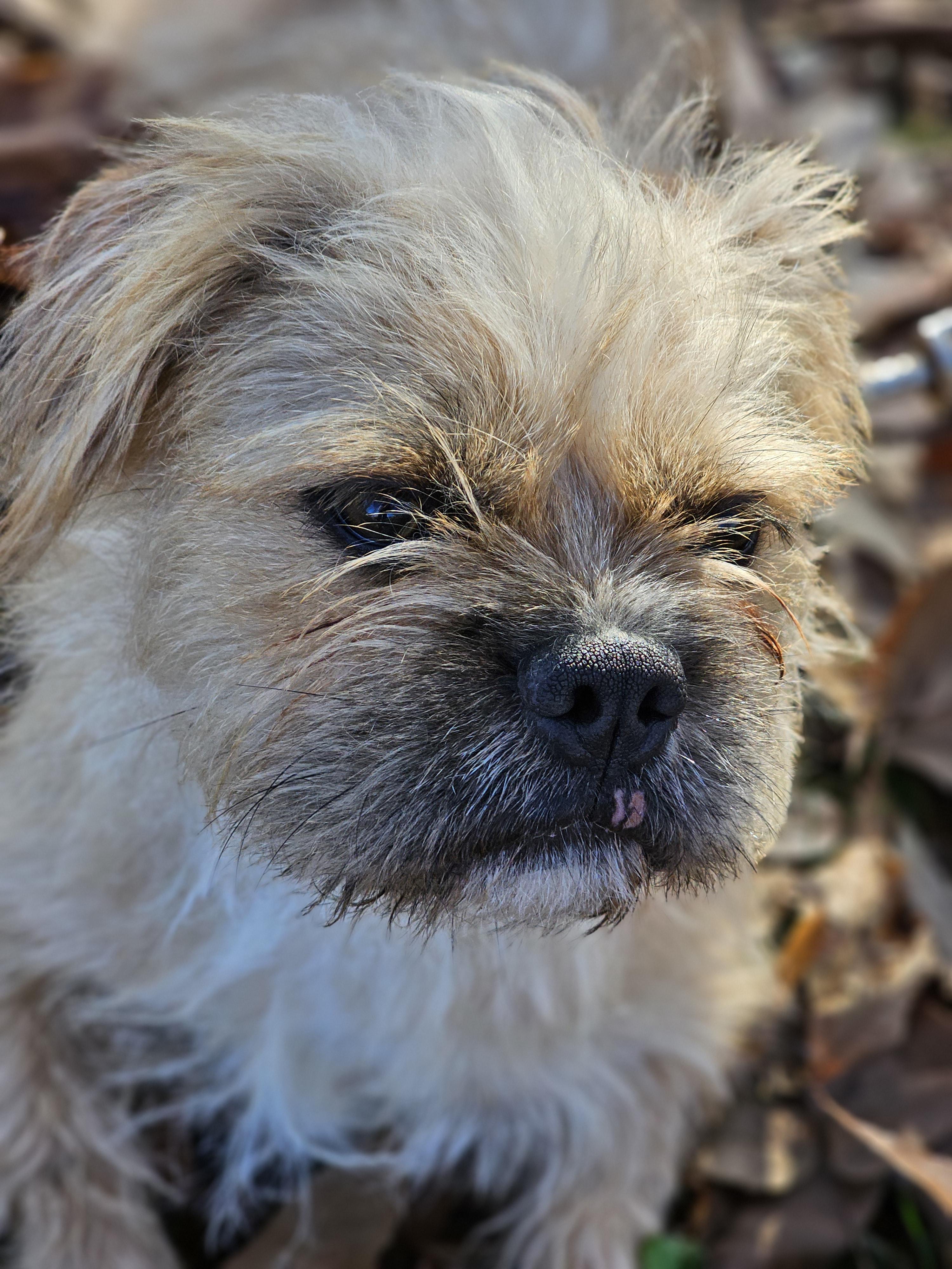Enlarge Gizmo Springfield, a Adoptable mixed breed in Springfield , IL image 6/6