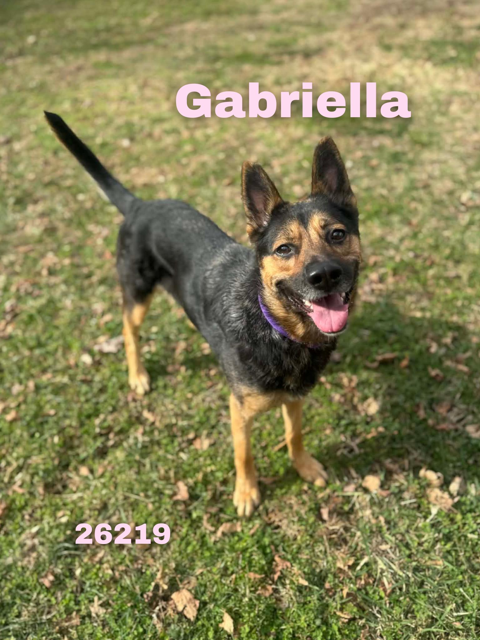 Enlarge Gabriella, an adoptable mixed breed in Oak Ridge, TN image 2/5