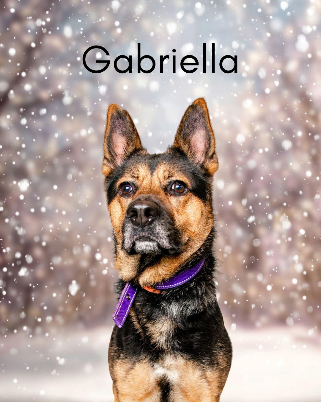 Enlarge Gabriella, an adoptable mixed breed in Oak Ridge, TN image 1/5