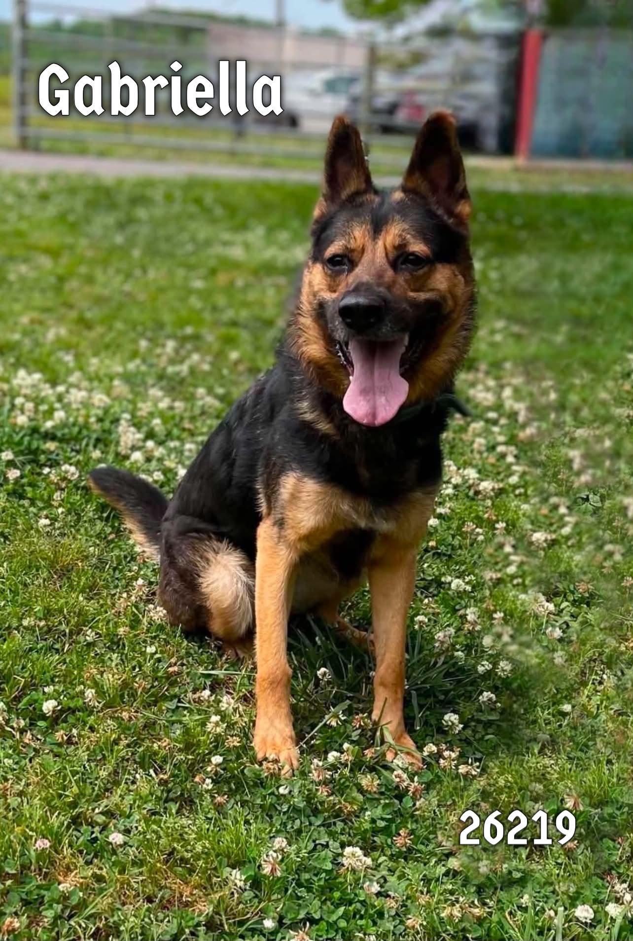Gabriella, adoptable, Adult Female German Shepherd Dog & Siberian Husky.
