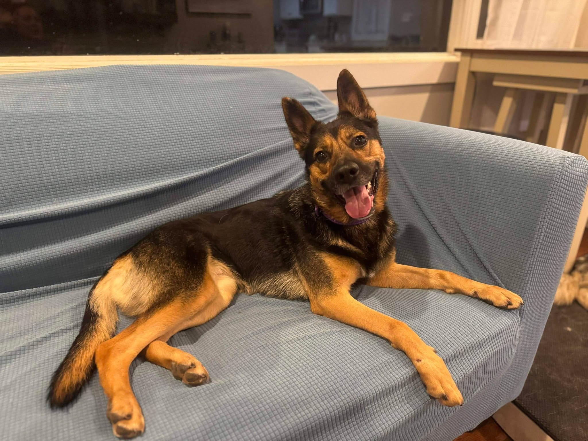 Enlarge Gabriella, an adoptable mixed breed in Oak Ridge, TN image 5/5