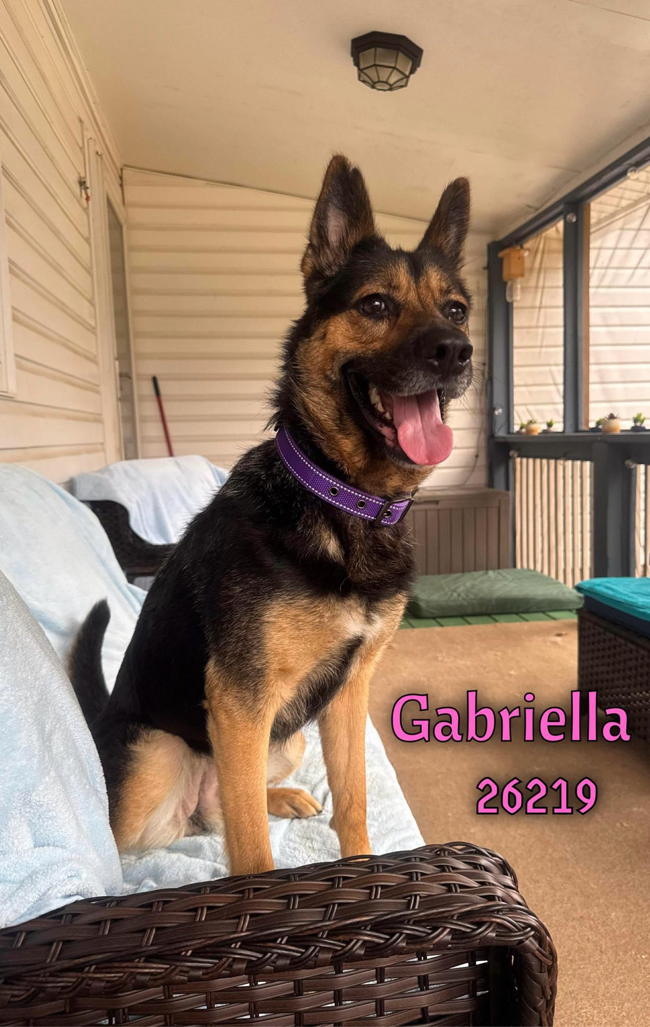Enlarge Gabriella, a Adoptable mixed breed in Oak Ridge, TN image 1/2