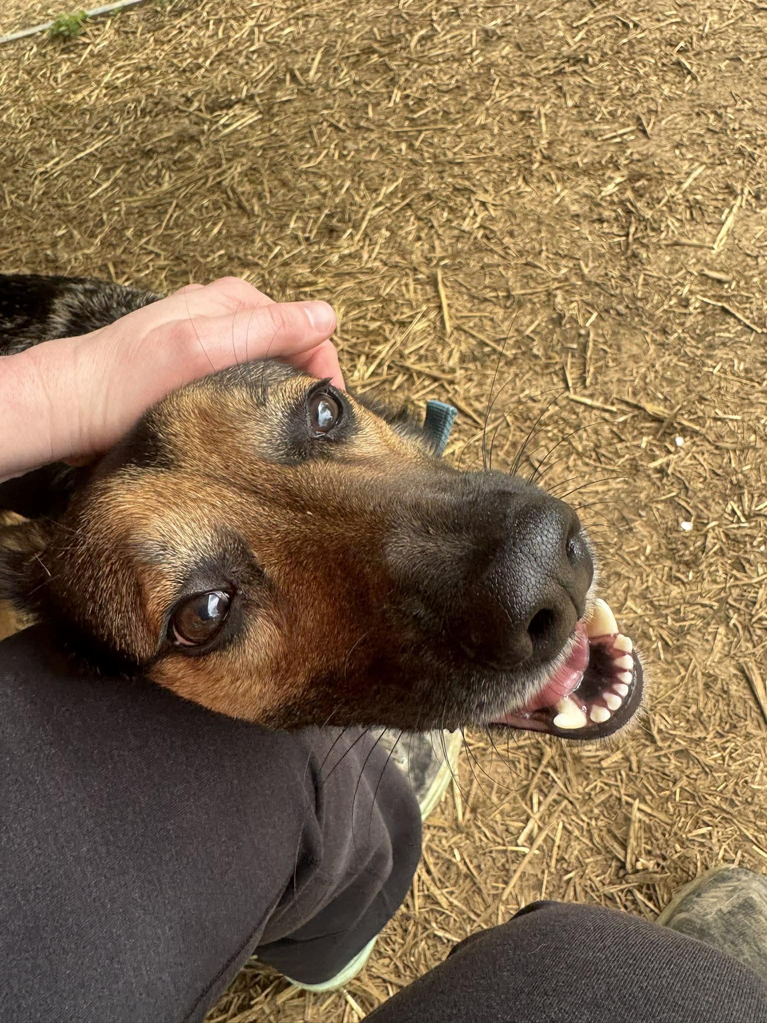 Enlarge Gabriella, an adoptable mixed breed in Oak Ridge, TN image 4/5