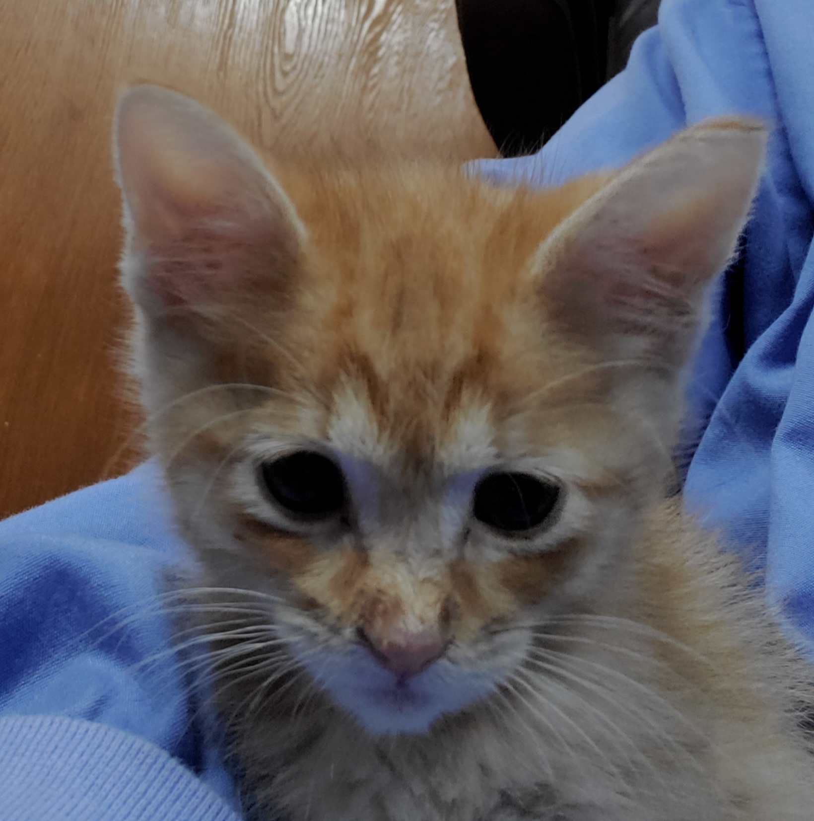 Cat for adoption Ethan, a Domestic Short Hair & Tabby Mix in Cut Bank